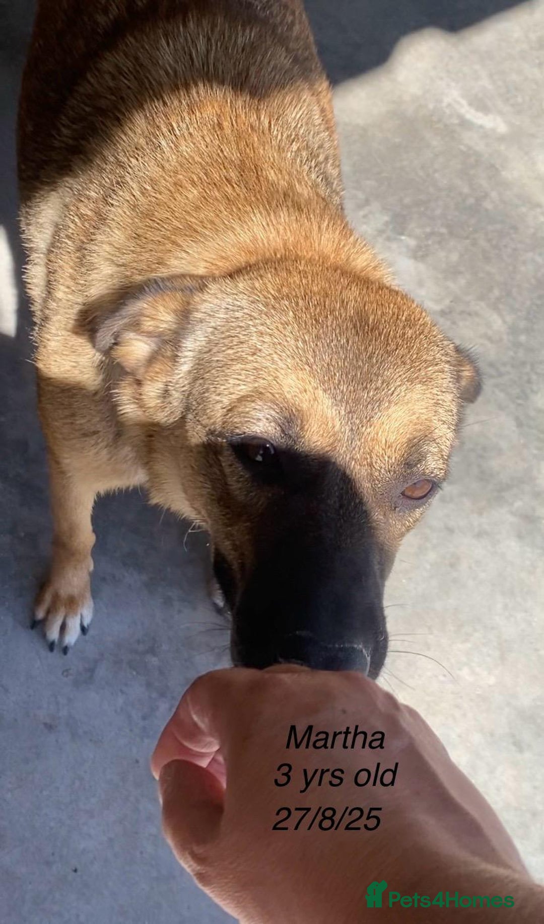 Mixed Breed dogs for adoption: Martha, 2-3 yr old. Available for adoption. in Brixham - Image 5