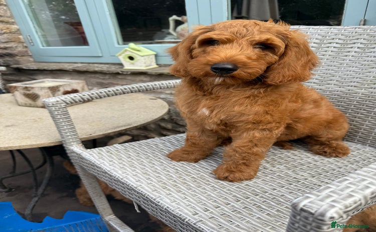 Goldendoodle dogs - Advert 6