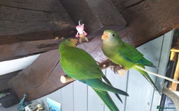 Parrots birds for sale: Two Hand tamed Baraband parrot DNA sexed  - Image 3