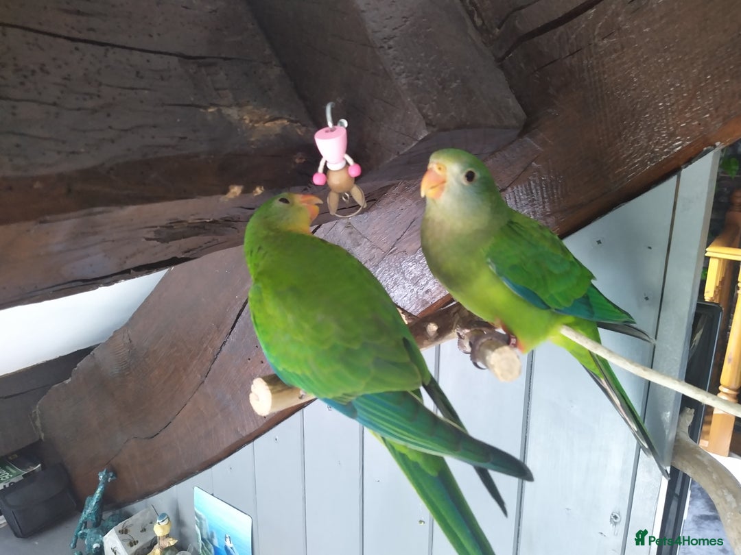 Parrots birds for sale: Two Hand tamed Baraband parrot DNA sexed  - Image 3