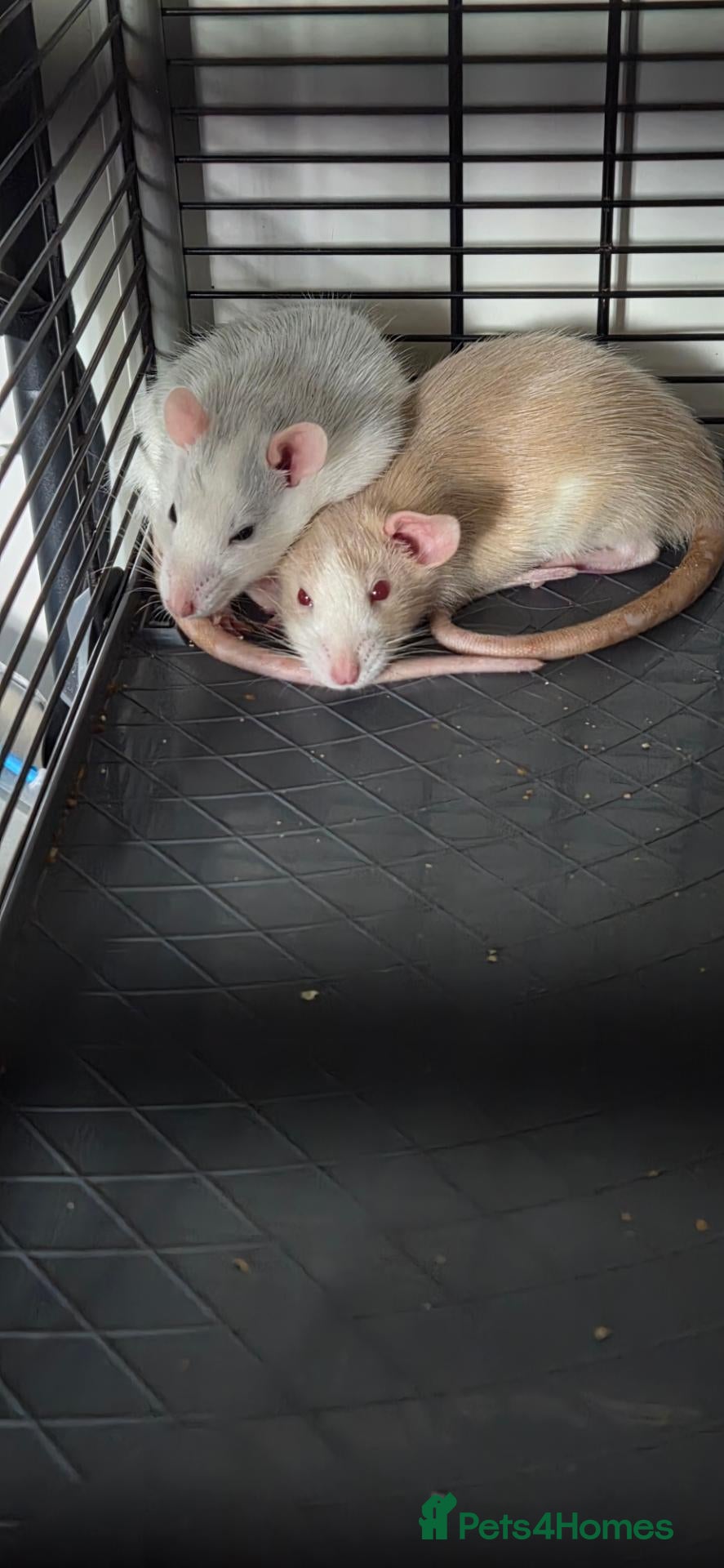 Rat rodents 2 Female rats  - Advert 3