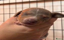 Miniature Dachshund dogs for sale: Stunning Miniature Piebald/Isabella Dachshunds 💙  - Advert 6