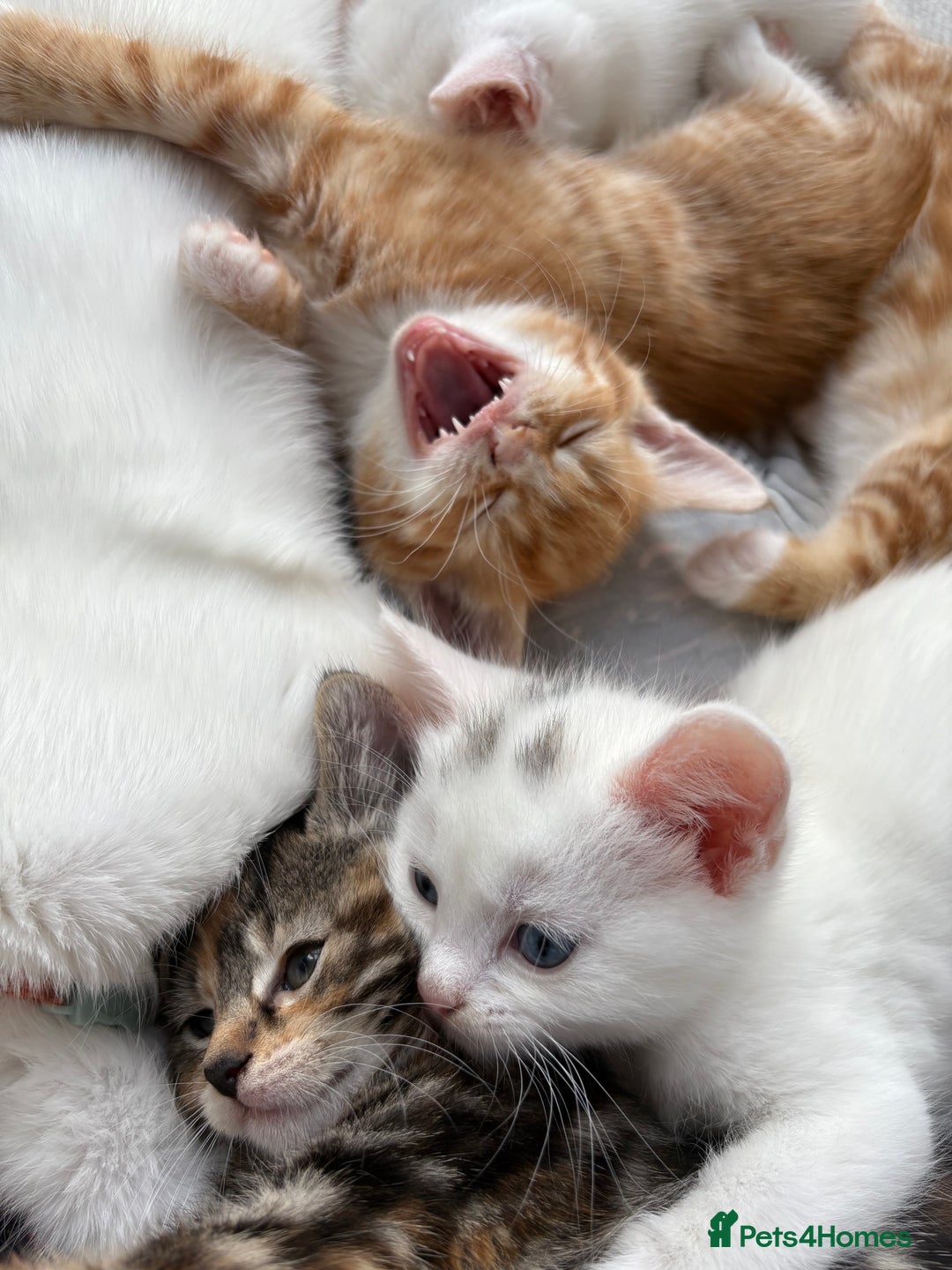Domestic Shorthair cats for sale: Kittens looking for forever home.  - Image 7