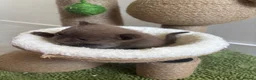 Scottish Fold cats for sale: Stunning Scottish fold/straight kittens😻 - Advert 3