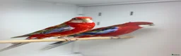 Parakeets birds for sale: Rosella  - Advert 3
