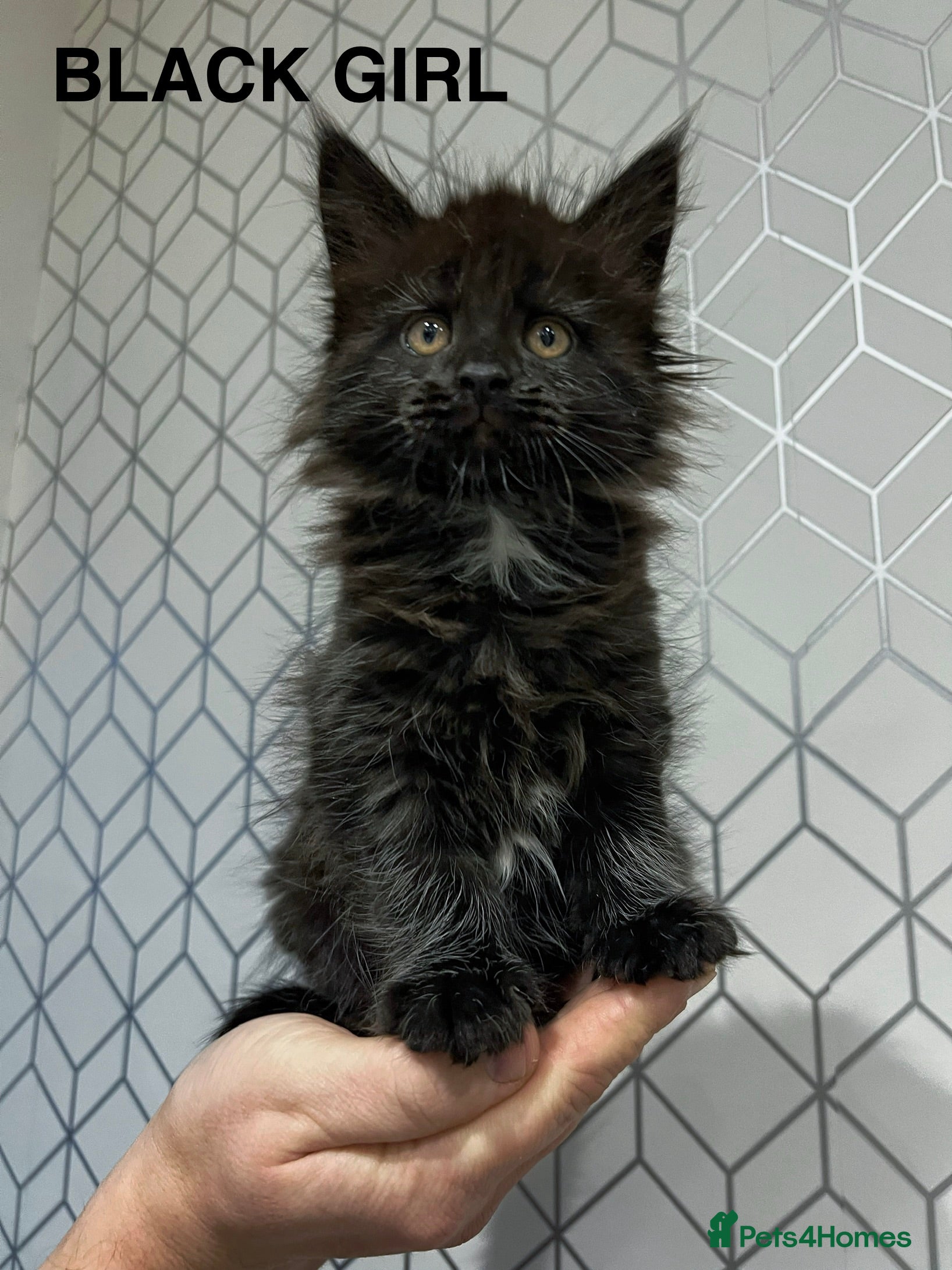 Maine Coon cats Maine coon kittens blue silver smoke rare colours - Advert 1