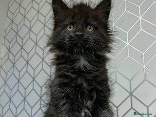 Maine Coon cats Maine coon kittens blue silver smoke rare colours - Advert 13