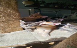 Abyssinian cats for sale: Abyssinian and Bengal x kittens 😻 - Image 11
