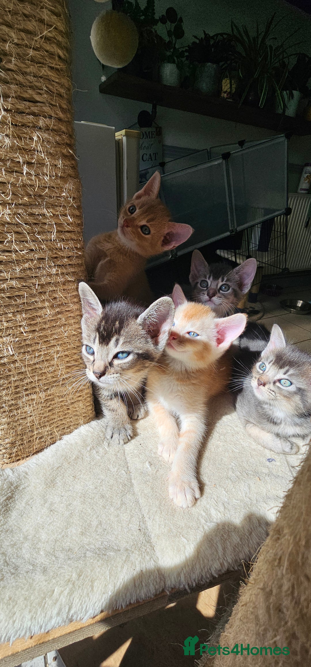 Abyssinian cats for sale: Abyssinian and Bengal x kittens 😻 - Image 11