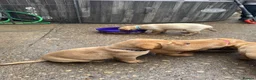 Labrador Retriever dogs for sale: Stunning KC reg Labrador pups ready to leave  - Advert 15