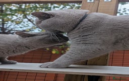 British Shorthair cats for sale: Gccf registered, Ready now - Image 4