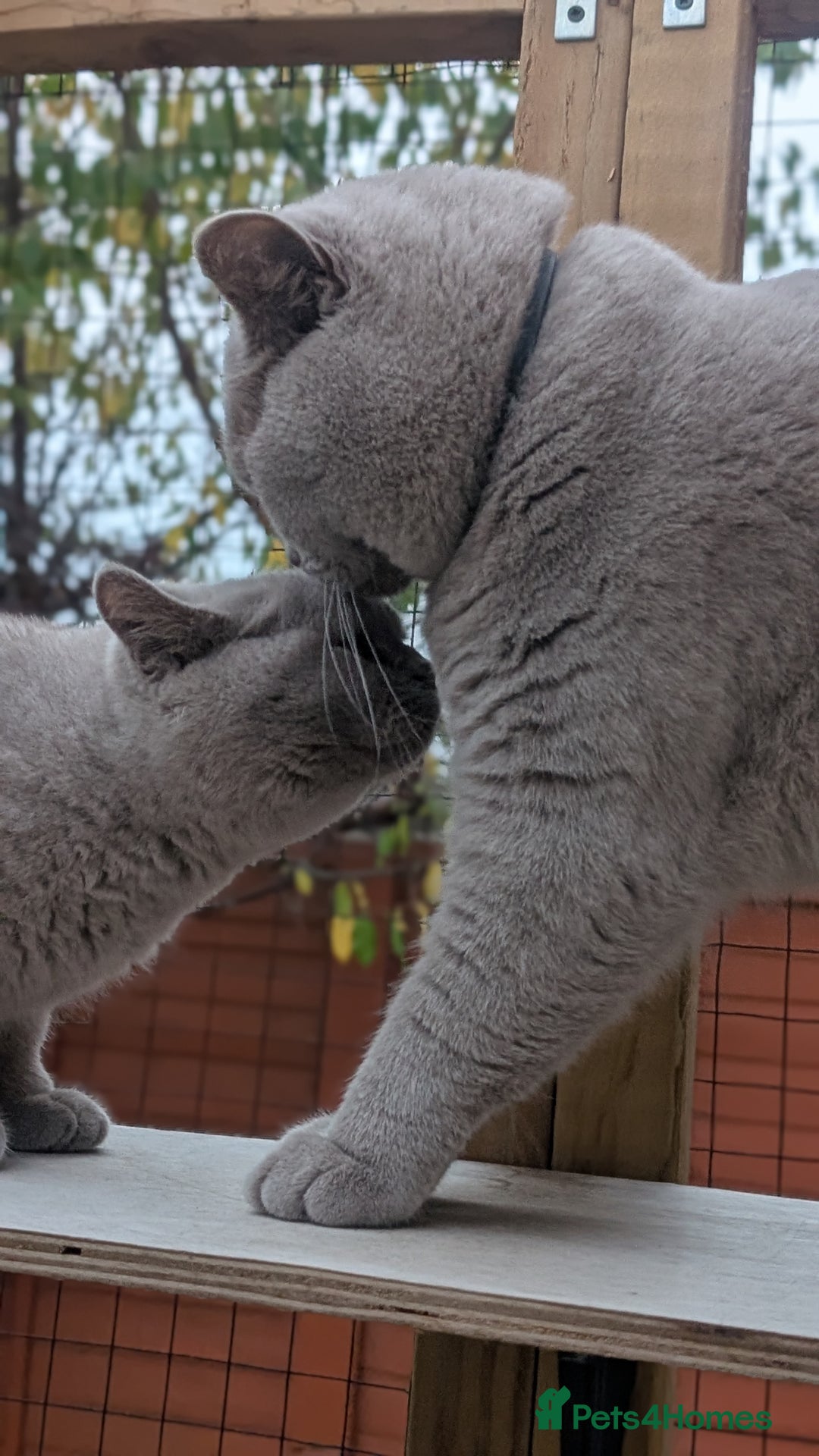British Shorthair cats for sale: Gccf registered, Ready now - Image 4