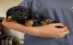 Mixed Breed dogs for sale: Norfolk Sausages Mini Dachshund x Norfolk terrier  - Image 3