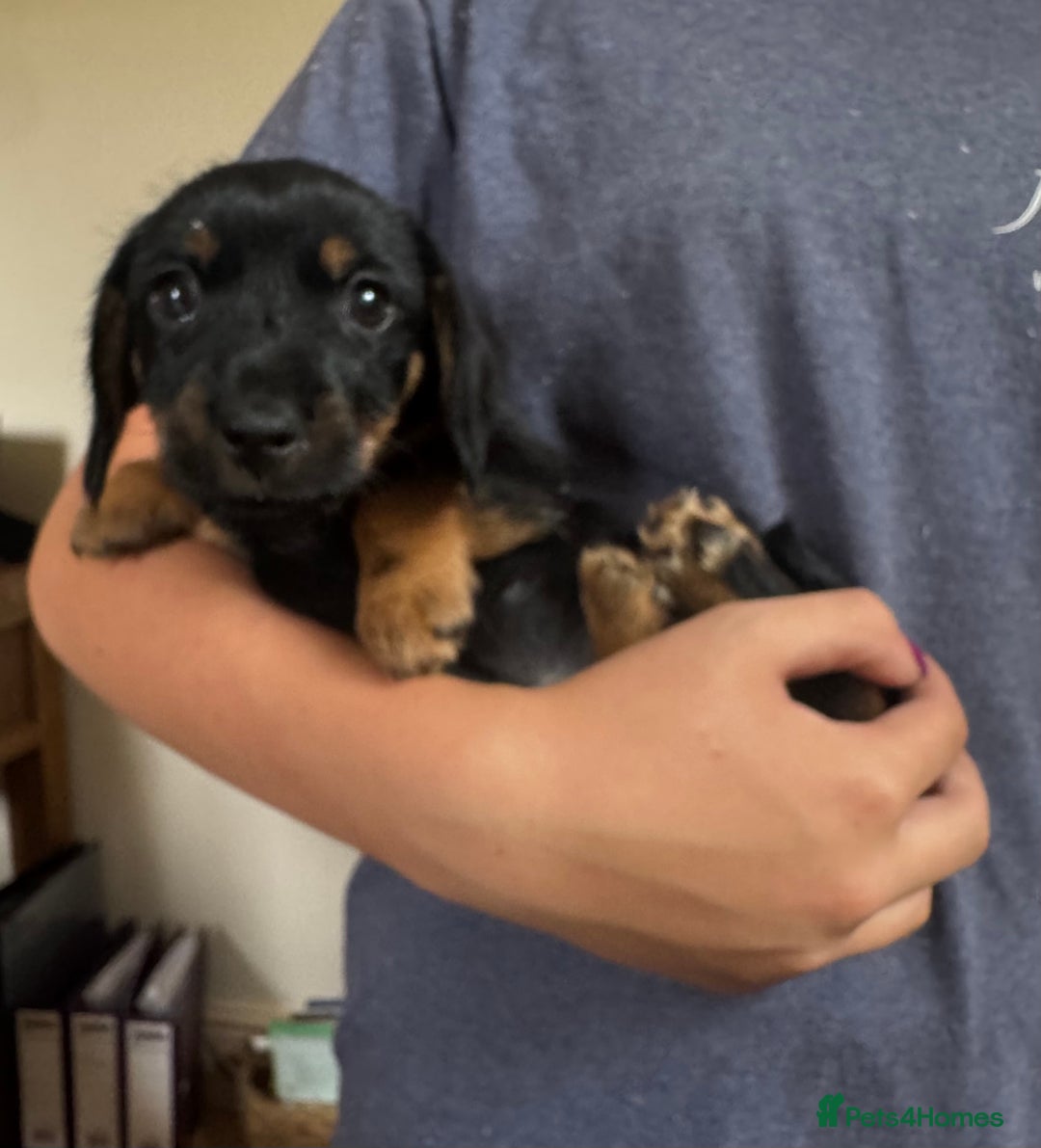 Mixed Breed dogs for sale: Norfolk Sausages Mini Dachshund x Norfolk terrier  - Image 3