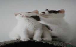 British Shorthair cats for sale: Health tested and registered Chocolate BSH - Image 3