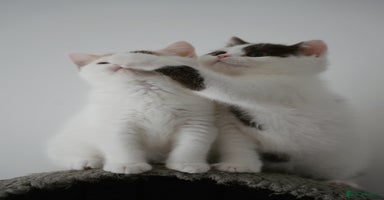 British Shorthair cats - Advert 5