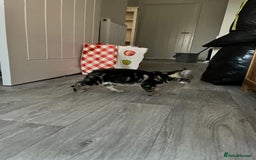 Mixed Breed cats for sale: Kittens for sale  - Image 17