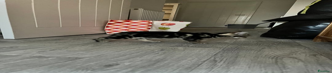 Mixed Breed Kitten 2