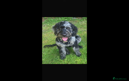 Cockapoo dogs for sale: COCKERPOOS HEALTH TESTED PARENTS - Image 13