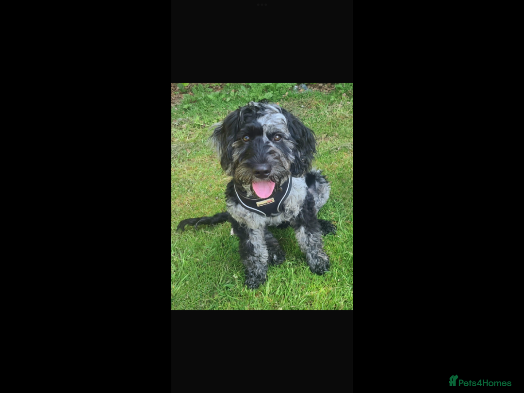 Cockapoo dogs for sale: COCKERPOOS HEALTH TESTED PARENTS - Image 13