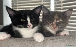 Mixed Breed cats for sale: Half Maine coon - Image 6