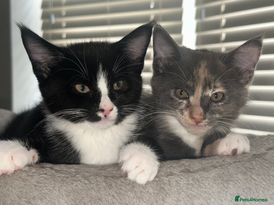 Mixed Breed cats for sale: Half Maine coon - Image 6