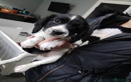 English Springer Spaniel dogs for sale: Kc registered springer spaniels ready now - Image 6