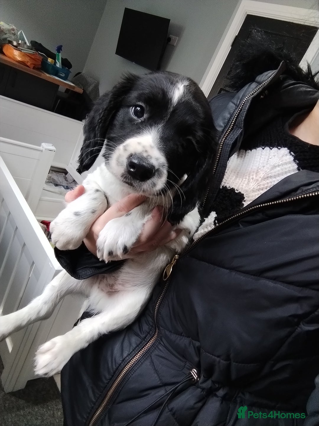 English Springer Spaniel dogs for sale: Kc registered springer spaniels ready now - Image 6