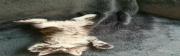 Maine Coon cats for sale: TICA Registered XXL Maine Coon– Black Silver Tabby - Advert 7