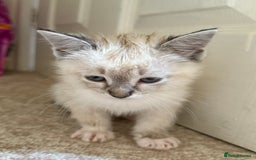 Ragdoll cats for sale: Ragdoll kitten  - Image 10