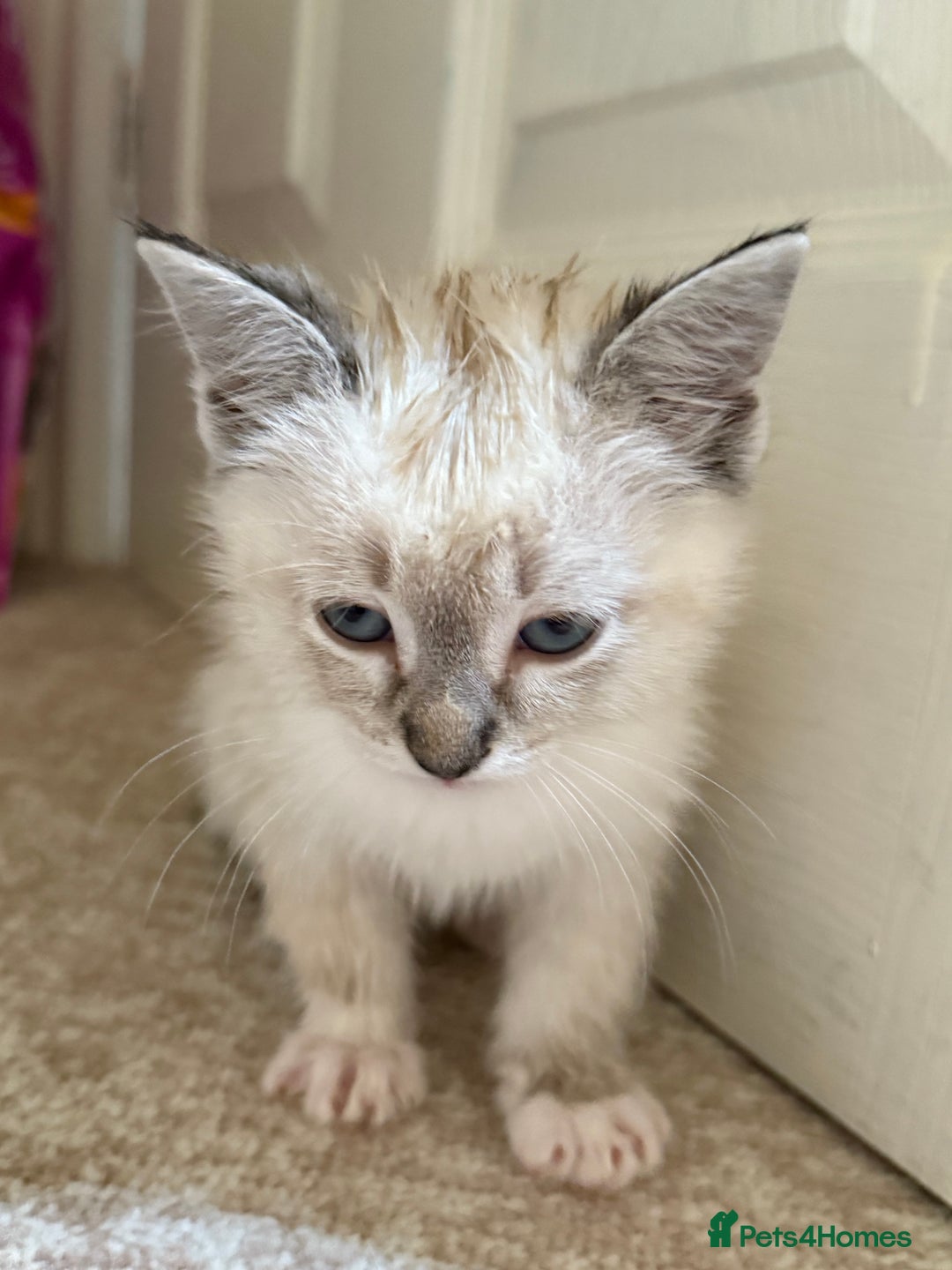 Ragdoll cats for sale: Ragdoll kitten  - Image 10