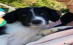 Mixed Breed dogs for sale: Collie x Sproker  - Image 1