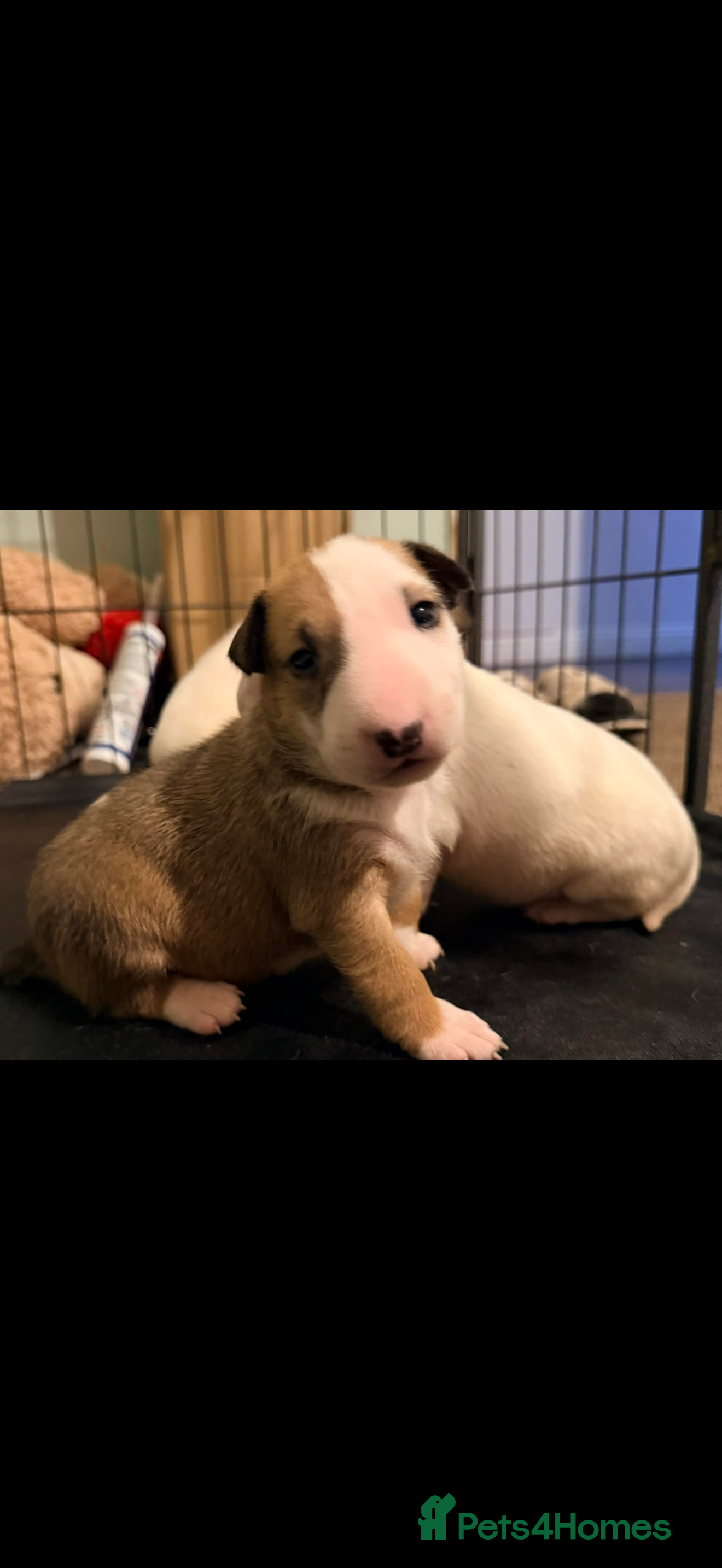 English Bull Terrier dogs English bull terriers 5 girls  - Advert 1