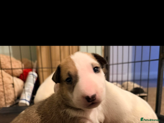 English Bull Terrier dogs English bull terriers 5 girls - Advert 1