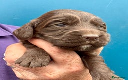 Cocker Spaniel dogs for sale: Ready Now- Quality Chocolate Pups Available - Image 11
