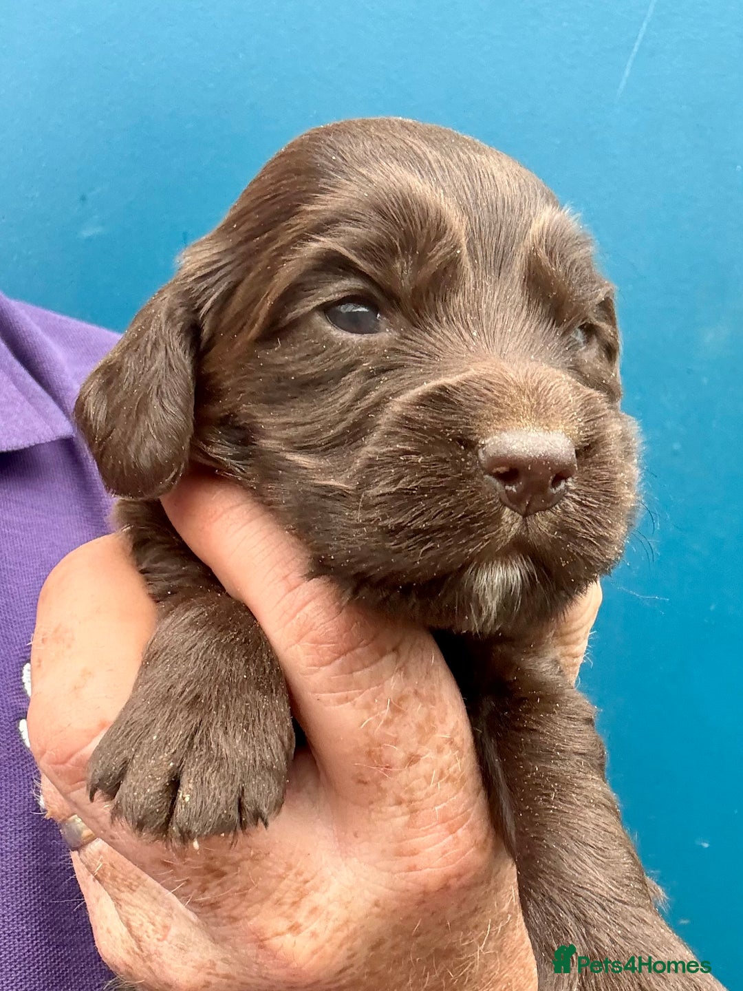Cocker Spaniel dogs for sale: Ready Now- Quality Chocolate Pups Available - Image 11