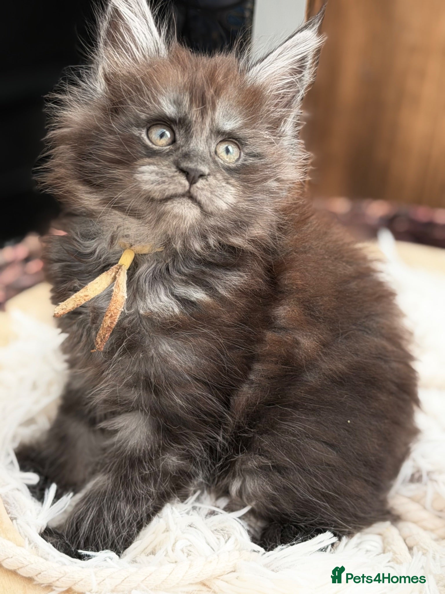 Maine Coon cats Two  beautiful black smoked females Maine coons  - Advert 2