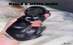 Shih Tzu dogs for sale: Shih Tzu puppies for sale  - Image 4