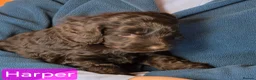 Cockapoo dogs for sale: Stunning cockapoo puppies for sale - Advert 5