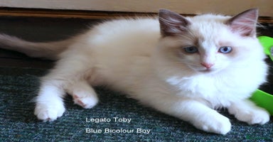 Ragdoll cats - Advert 3