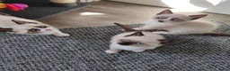 Siamese cats for sale: ❤️❤️❤️ Adorable blue-point Siamese kittens ❤️❤️❤️  - Advert 4
