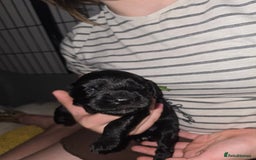 Sprocker dogs for sale: 9 Beautiful Sprocker puppies for sale - Image 9