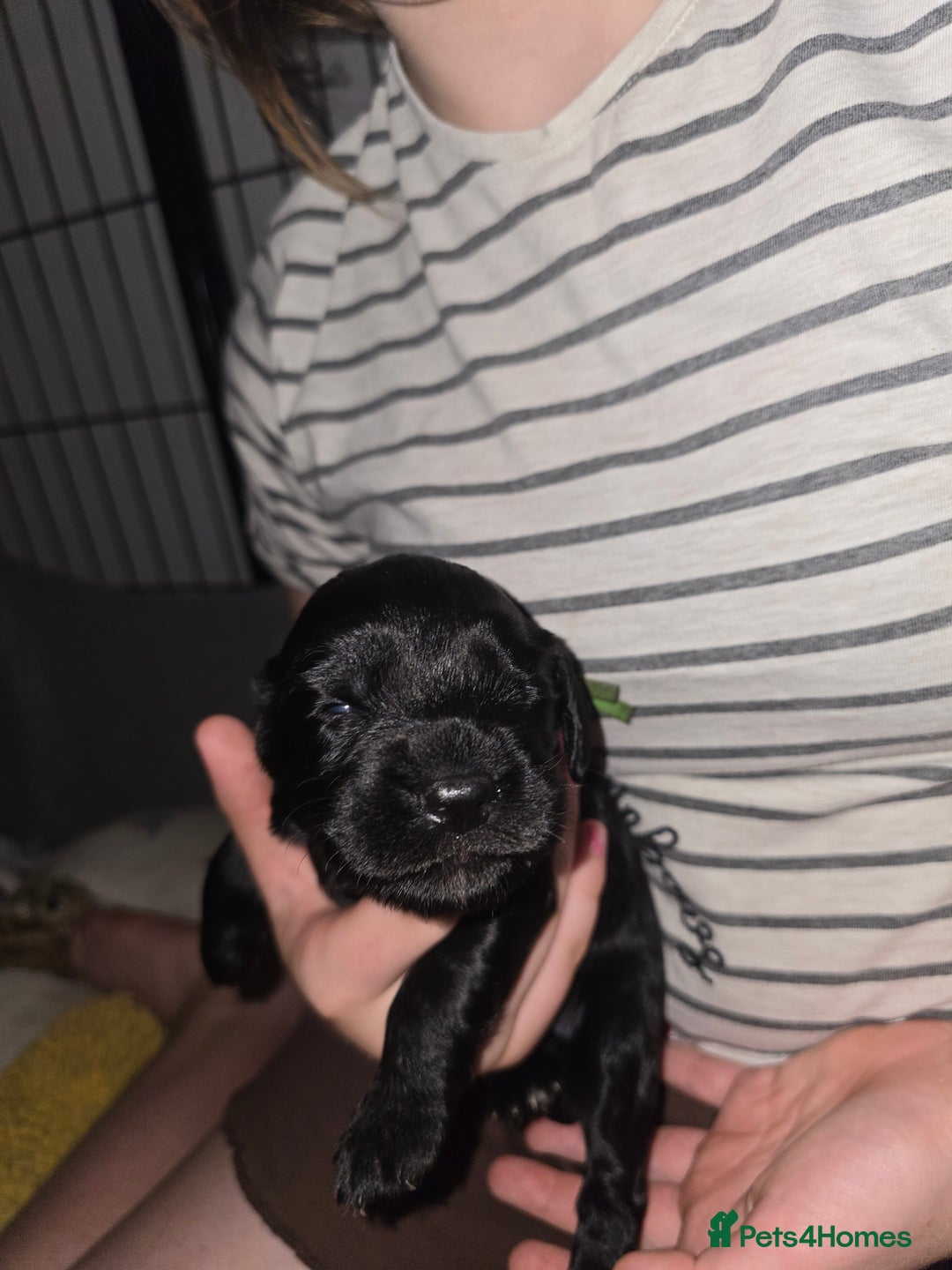 Sprocker dogs for sale: 9 Beautiful Sprocker puppies for sale - Image 9