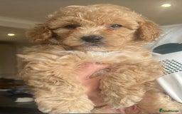Toy Poodle dogs for sale: KC Registered Toy Poodle Treasures  - Image 16