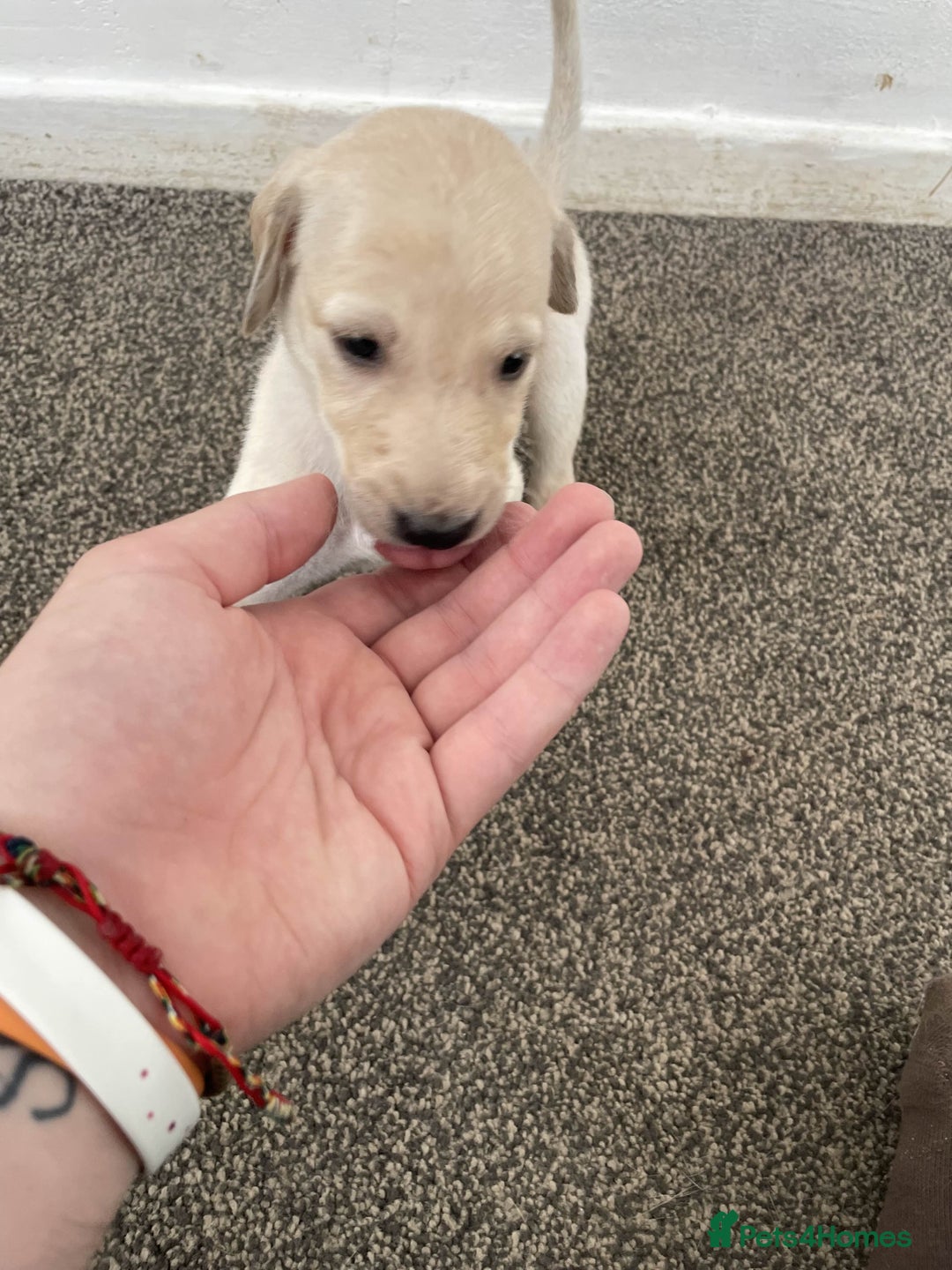 Greyhound dogs for sale: Greyhound Puppy - Image 10