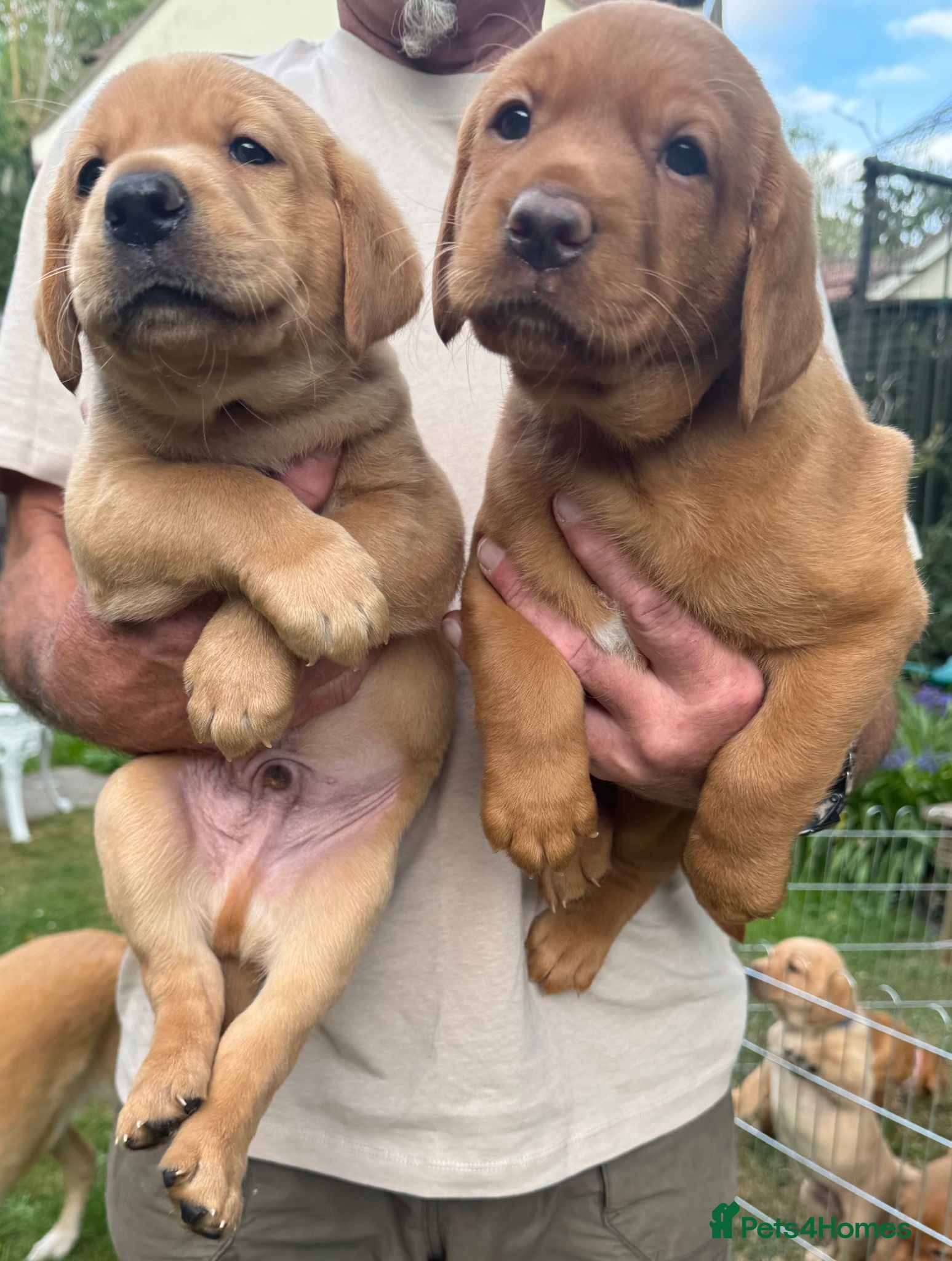 Labrador Retriever dogs KC Registered Fox Red Labrador Puppies for Sale - Advert 2