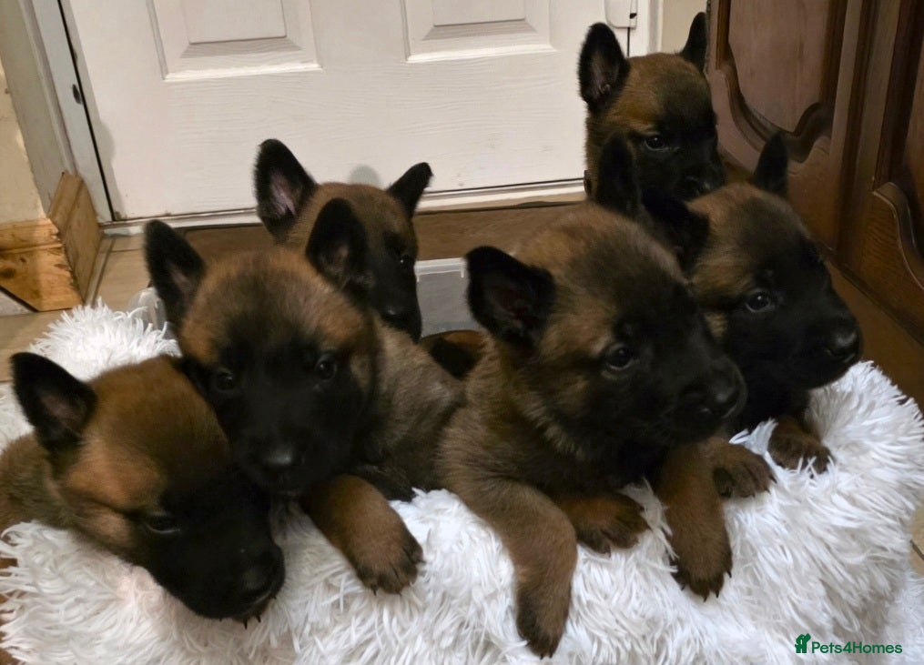 Belgian Shepherd Dog dogs 🔥🔥Fantastic Belgian Malinois Puppies🔥🔥 - Advert 4