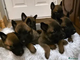 Belgian Shepherd Dog dogs 🔥🔥Fantastic Belgian Malinois Puppies🔥🔥 - Advert 4