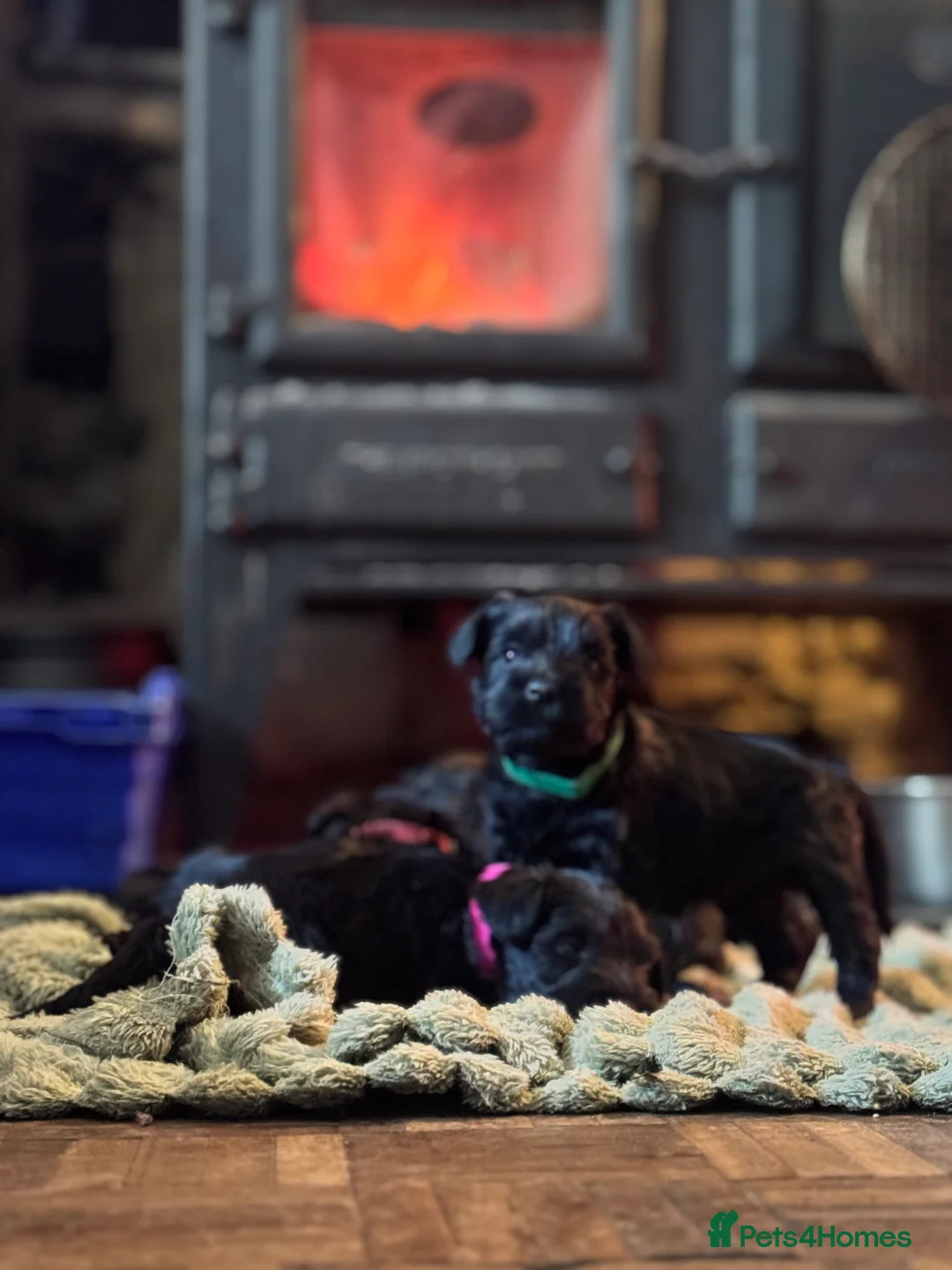 Miniature Schnauzer dogs for sale: Black miniature schnauzers  - Advert 6