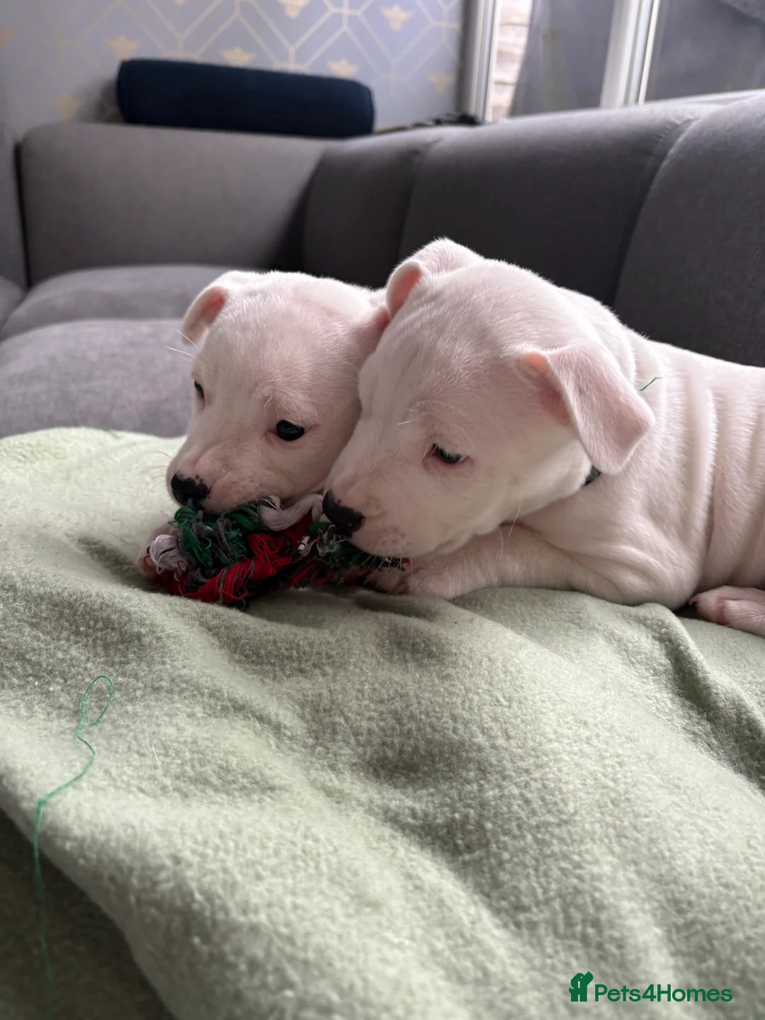 Staffordshire Bull Terrier dogs for sale: Staffordshire bull terrier girl - Advert 1